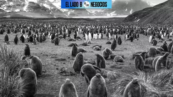 Pingüinos