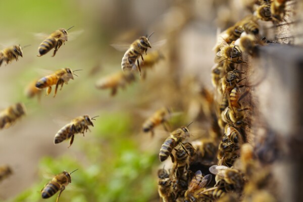 abejas