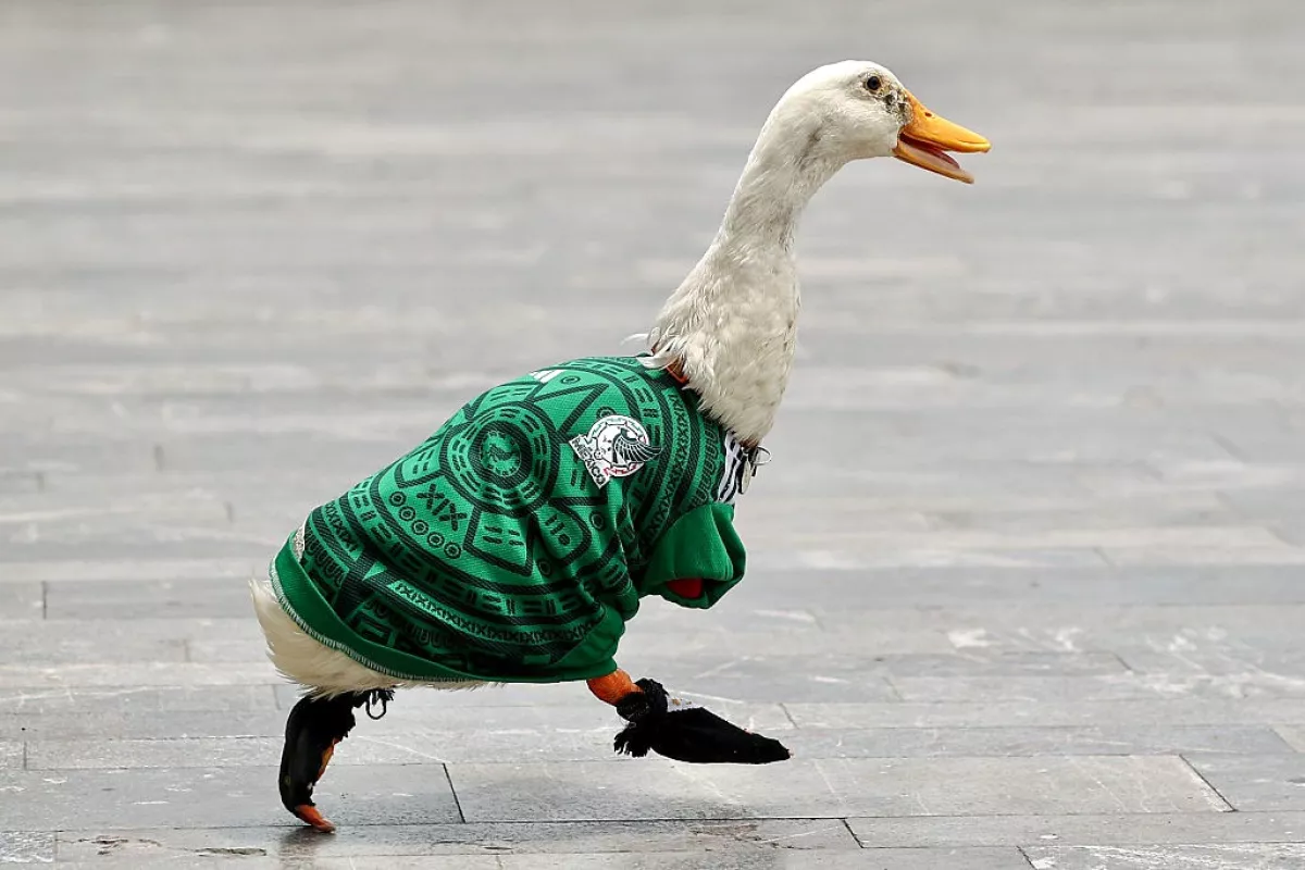 pato merlin