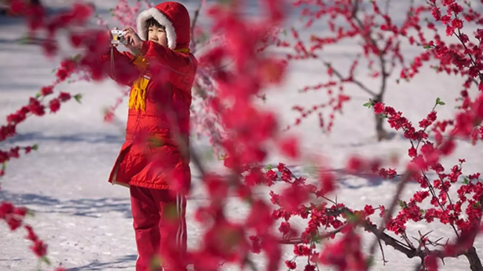 niña, china, cereza, flores, rojo