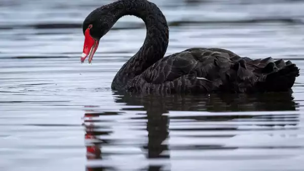 Prepárate para el próximo cisne_