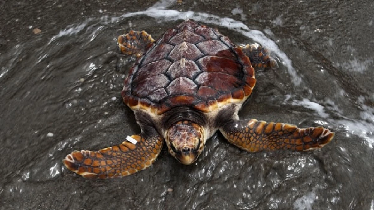 tortuga naturaleza especies