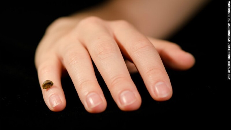 finger bone hueso neandertales