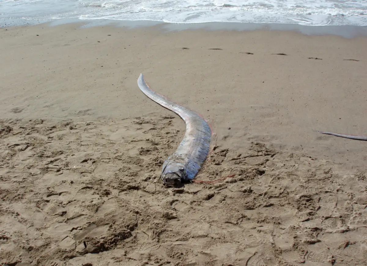 Dead Oarfish 'Sea Serpent' washes ashore on a beach in Mexico