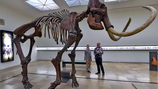 Extinción