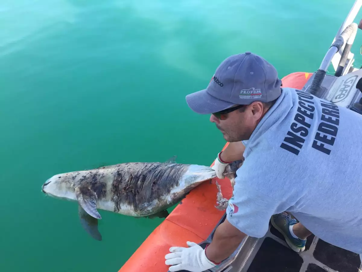 Baja California