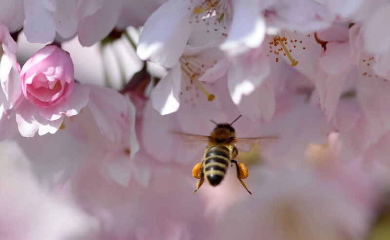 De 1999 a 2014, 921 personas murieron en Estados Unidos tras encuentros con avispones, avispas o abejas.