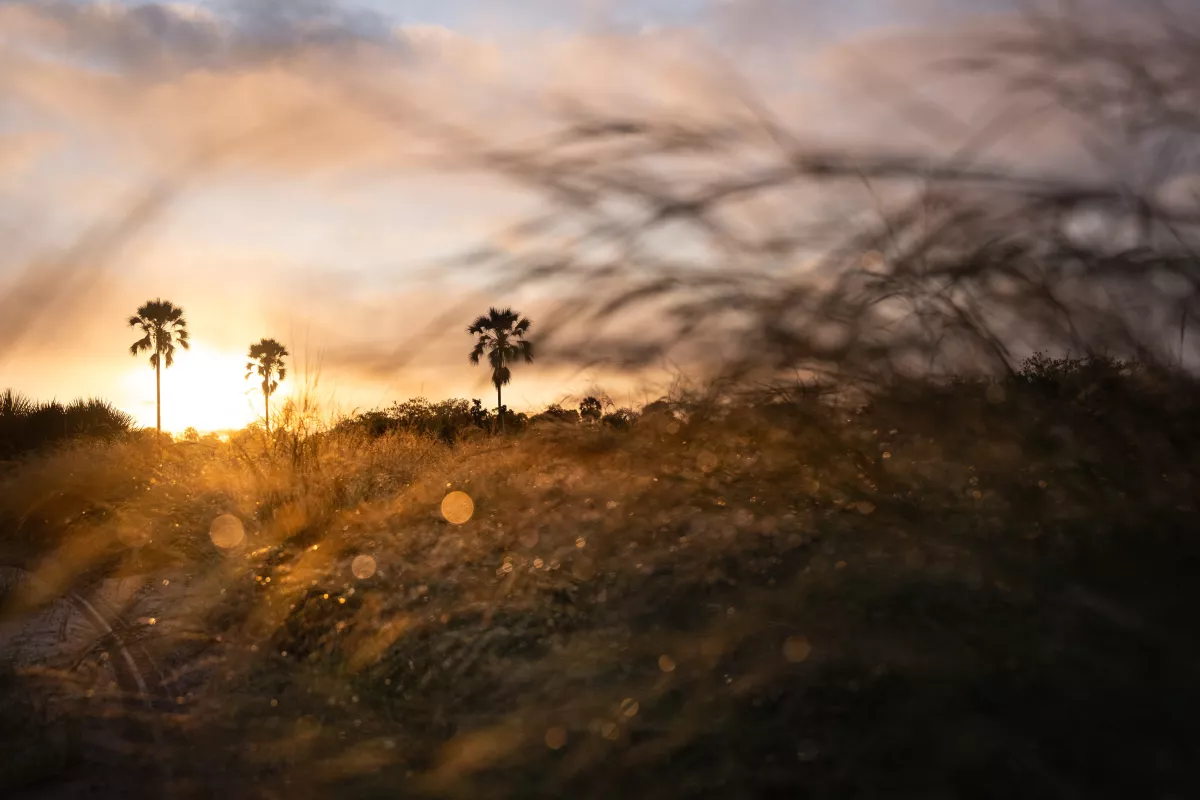 Singita Okavango Delta Palms.jpg