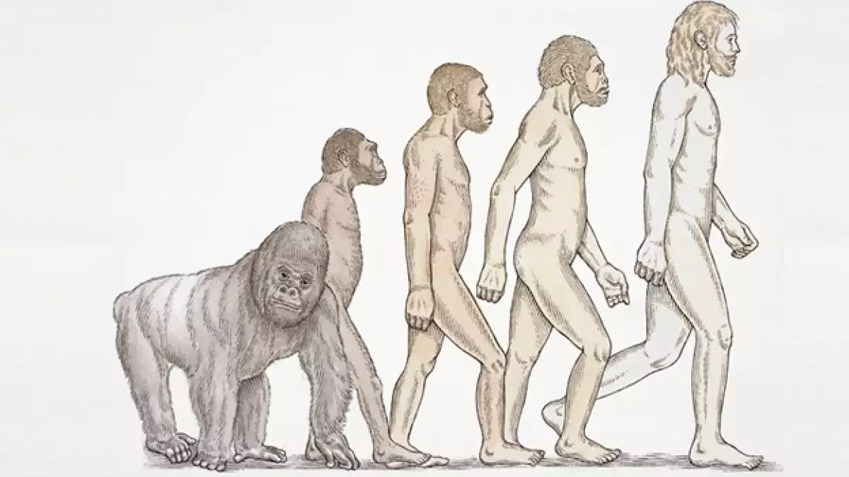 evolution