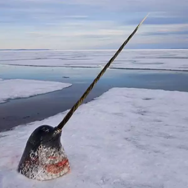 El fotógrafo canadiense Paul Nicklen de la revista National Geografic, captó esta imagen de la caza de un narval en Nunavut, Canadá.
