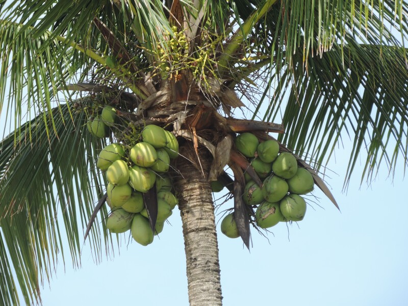 Cultivo de coco