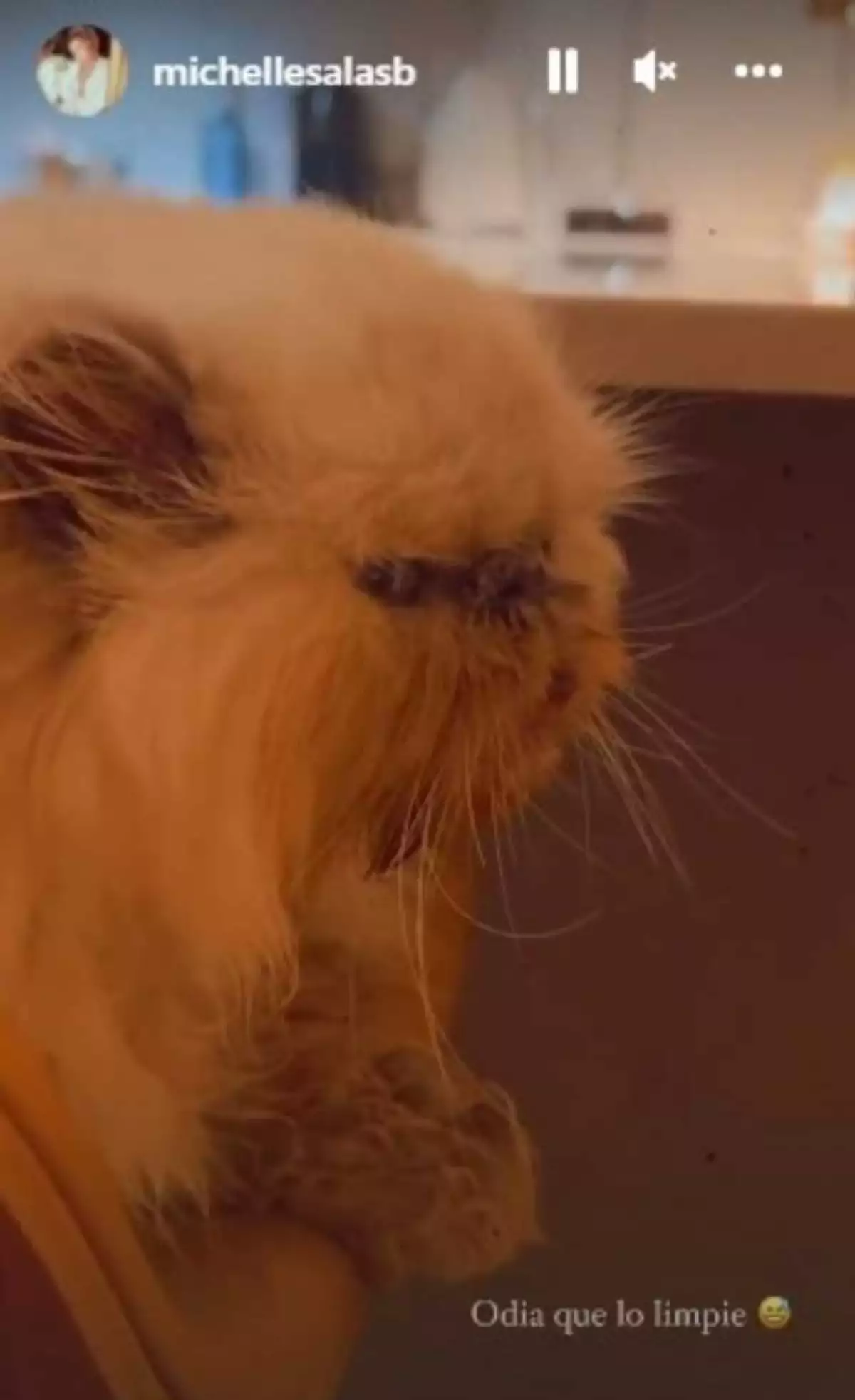 Valentino, el gato de Michelle Salas