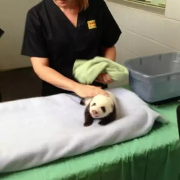 panda