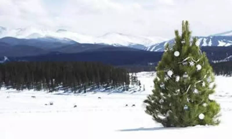 �rboles de navidad