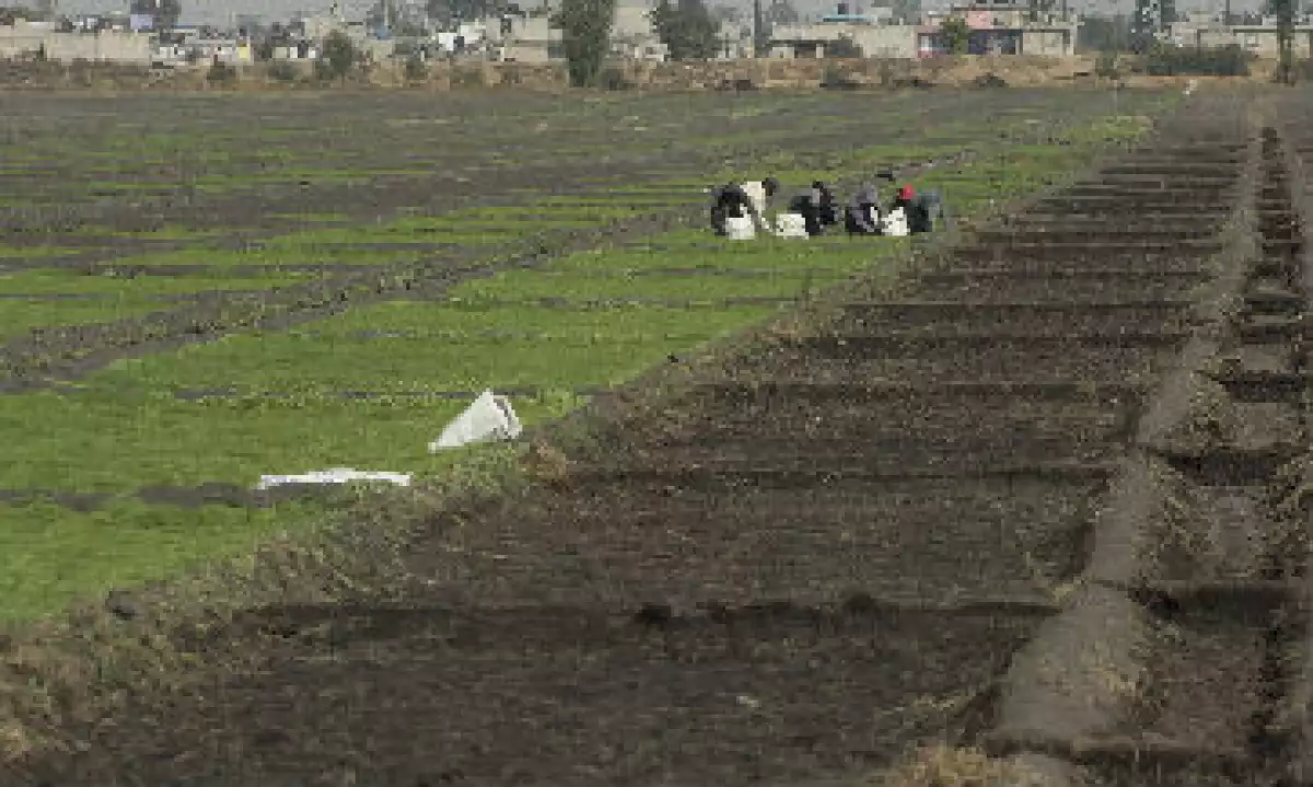 agricultura_mexico