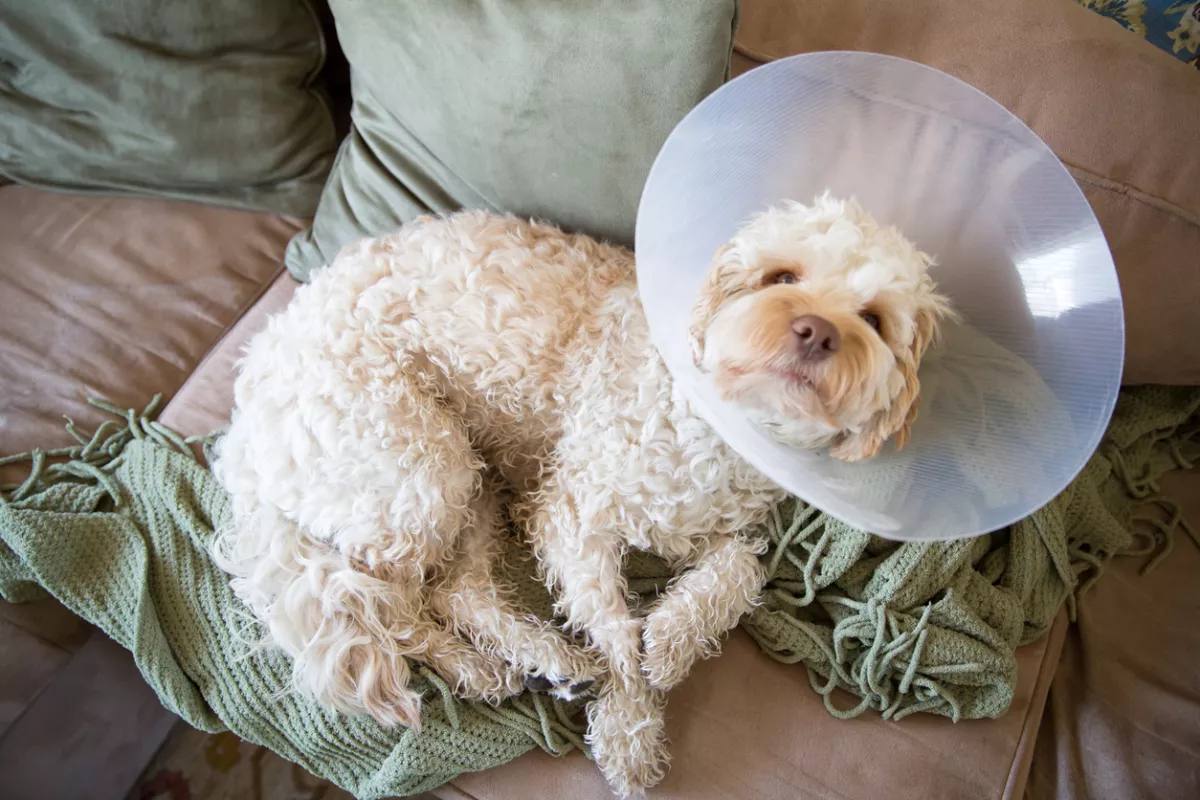 Recovering from operation