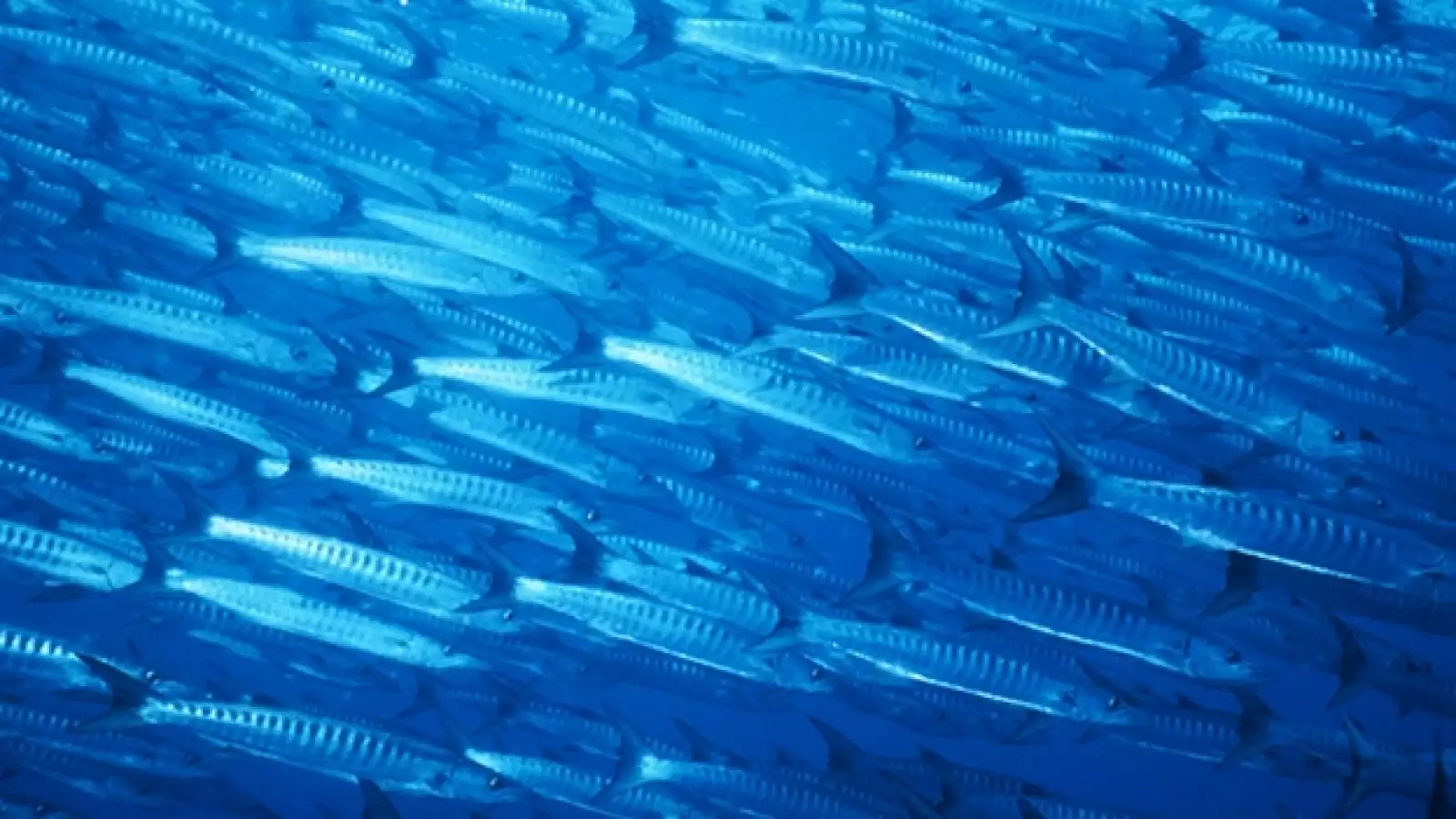 peces buceo Tailandia