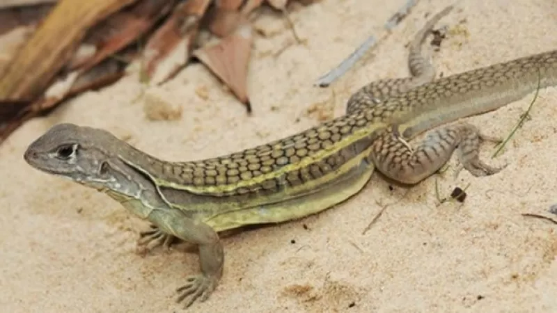 Nueva especie lagarto