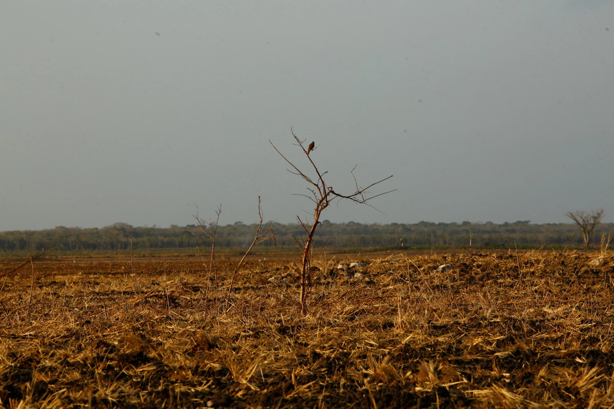 The Wider Image: God's will or ecological disaster? Mexico takes aim at Mennonite deforestation