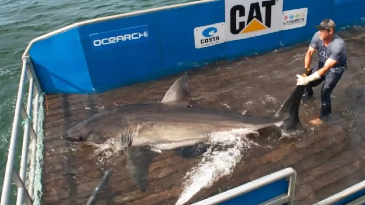 tiburones