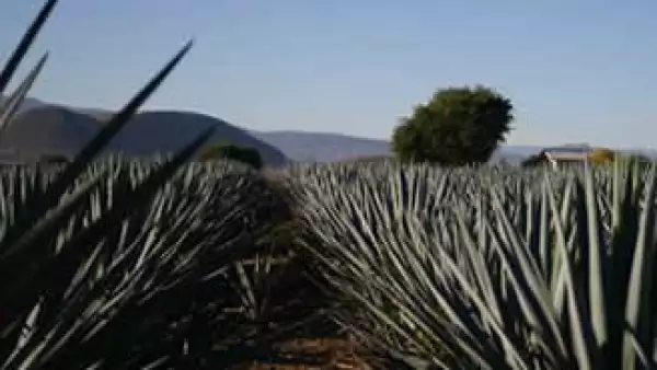 Tequila