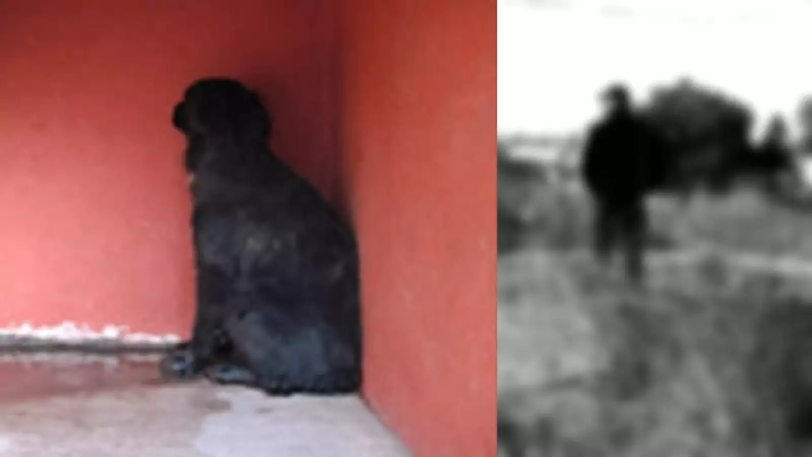 perros iztapalapa 4