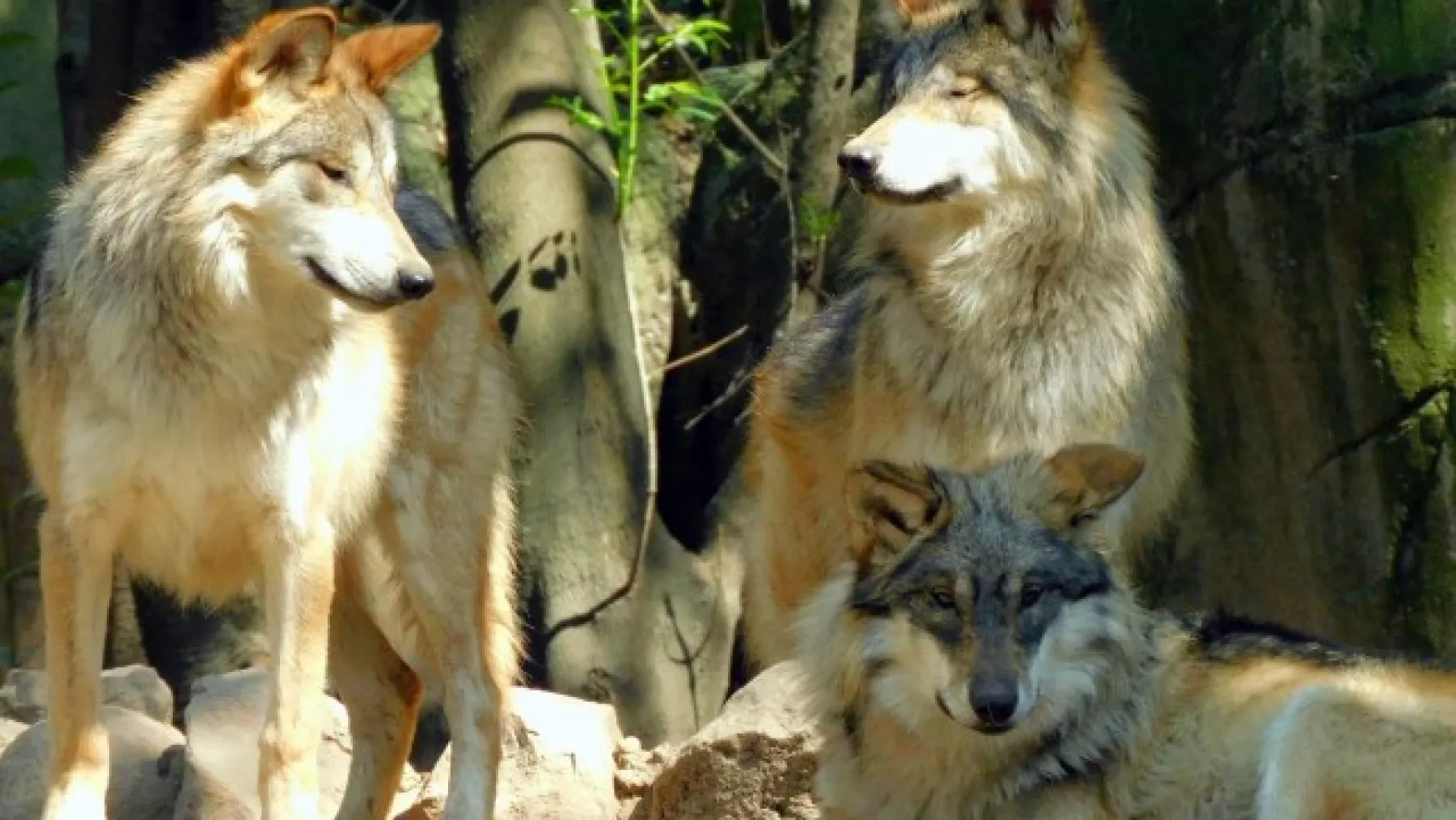 lobos mexicanos zoologico chapultepec