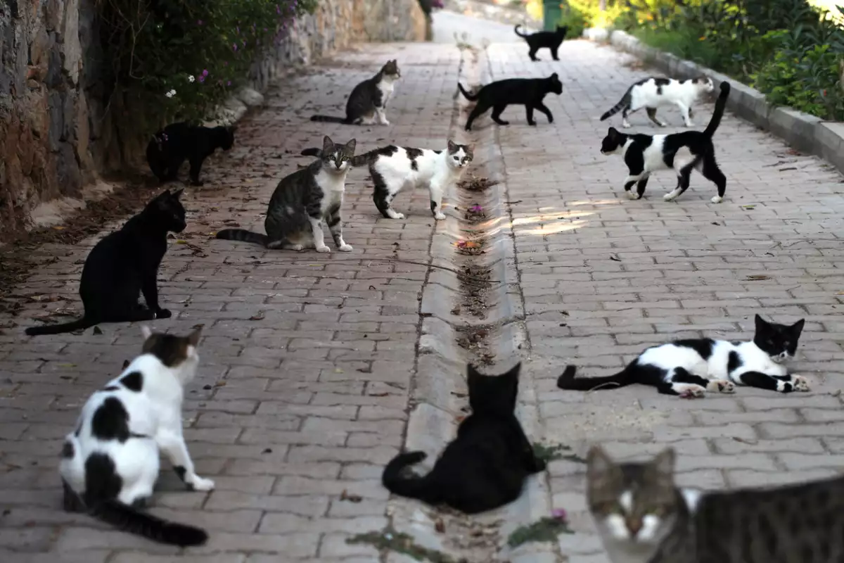 Gatos callejeros