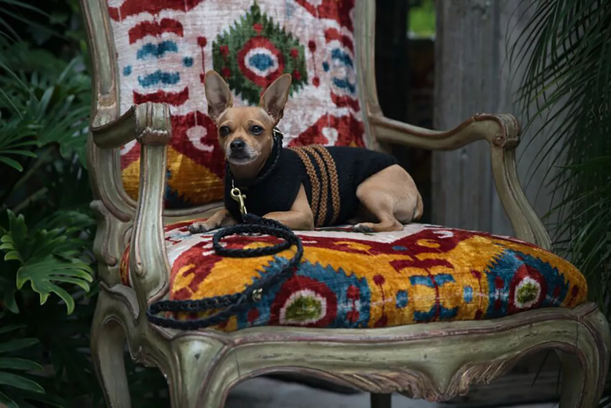 Lanzará una nueva colección para mascotas inspirada en su perro Micho