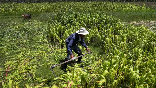 El campo estadounidense se aferra al T-MEC: su relación con México es clave y no puede peligrar