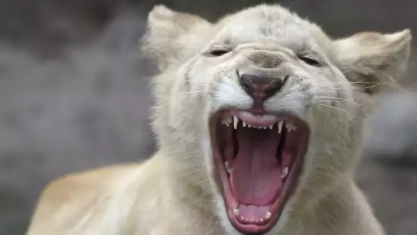 Cachorros de león blancos