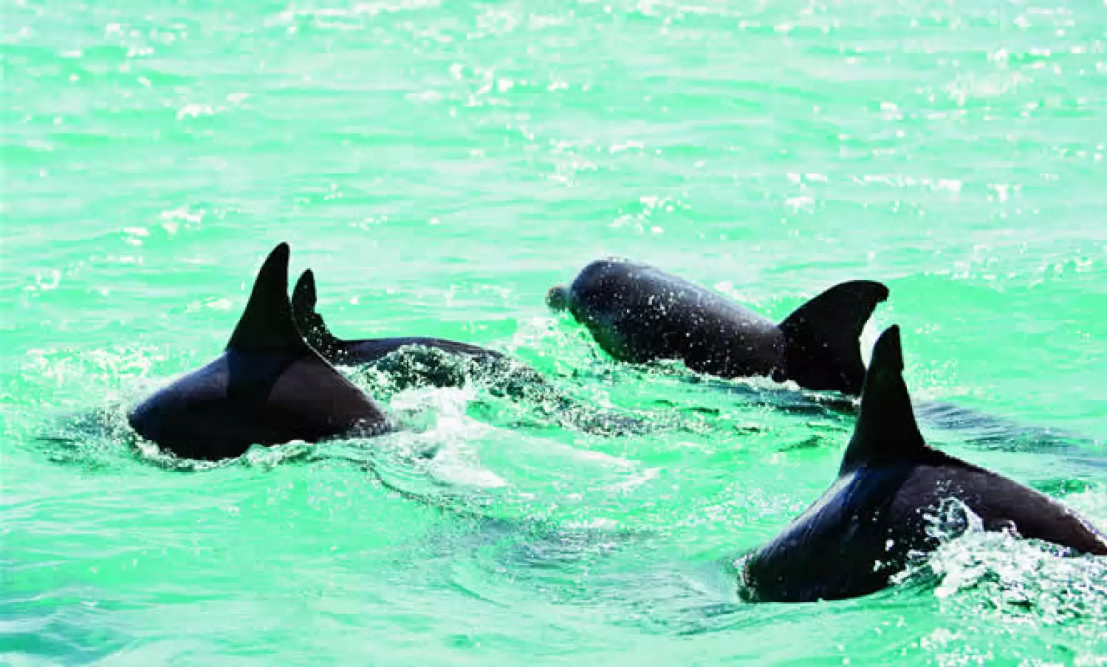 Los delfines están habituados a nadar cerca de las embarcaciones y acompañarlas por varios minutos.