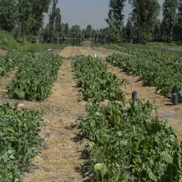 verde, medio ambiente, siembra