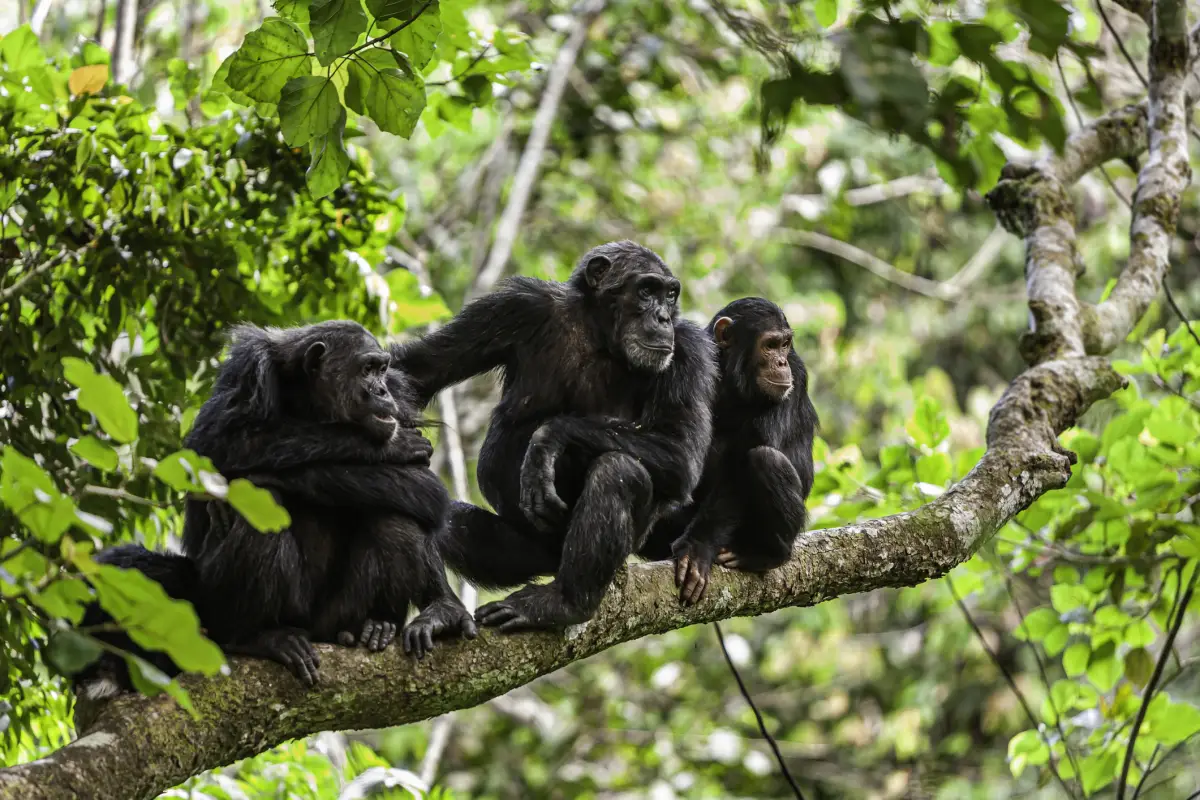 chimpances-similares-humanos