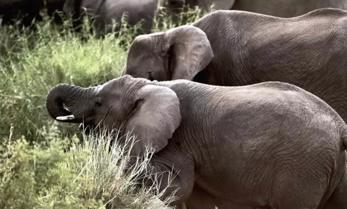 El Ngorongoro es un microsistema dentro de otro microsistem,a que son las planicies del este de África. Las excursiones se realizan de día y sólo se permite pasar seis horas dentro de la boca del volcán ya que leones, chitas y hienas salen a cazar por la