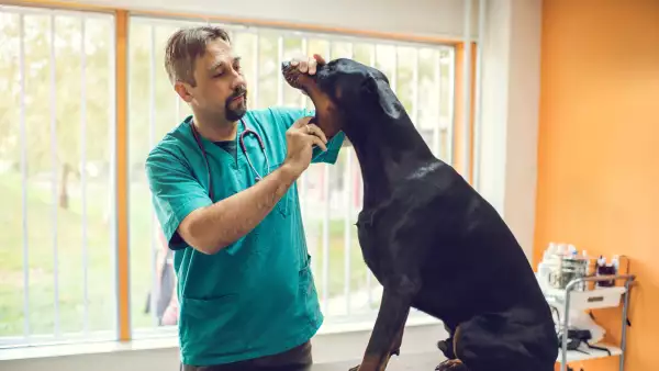 cuanto gana un veterinario en mexico