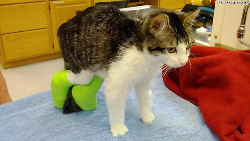 Corky gato cirugía Facebook