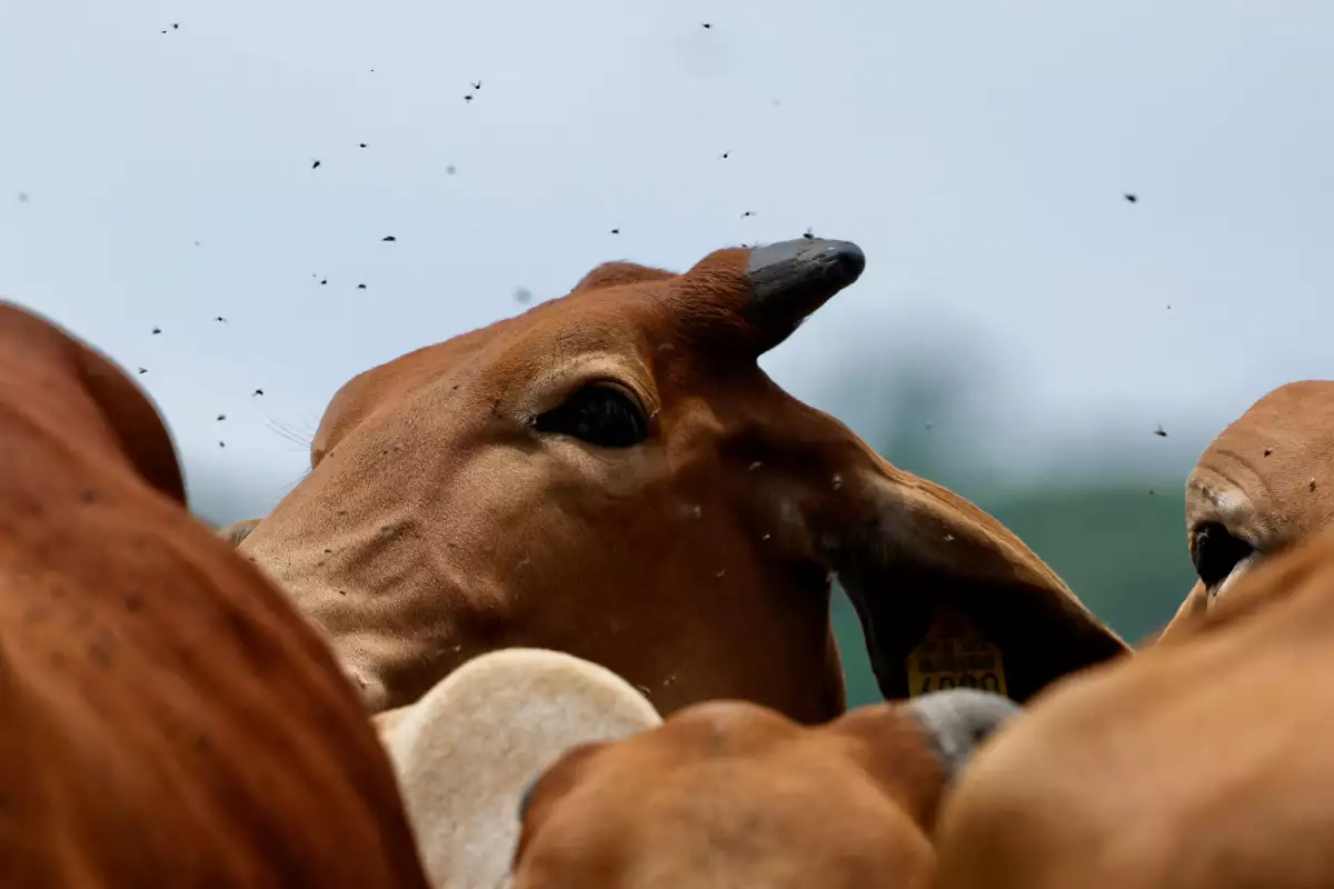 Casos de gusano barrenador estados unidos