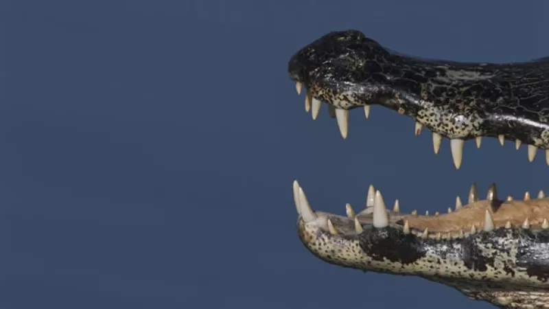 boca de un caiman