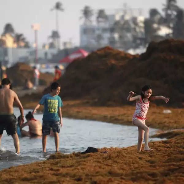 playa veracruz algas