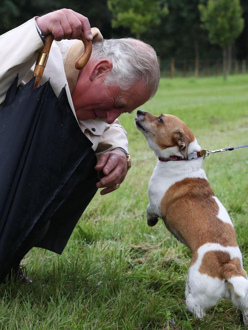 carlos-perro.jpg
