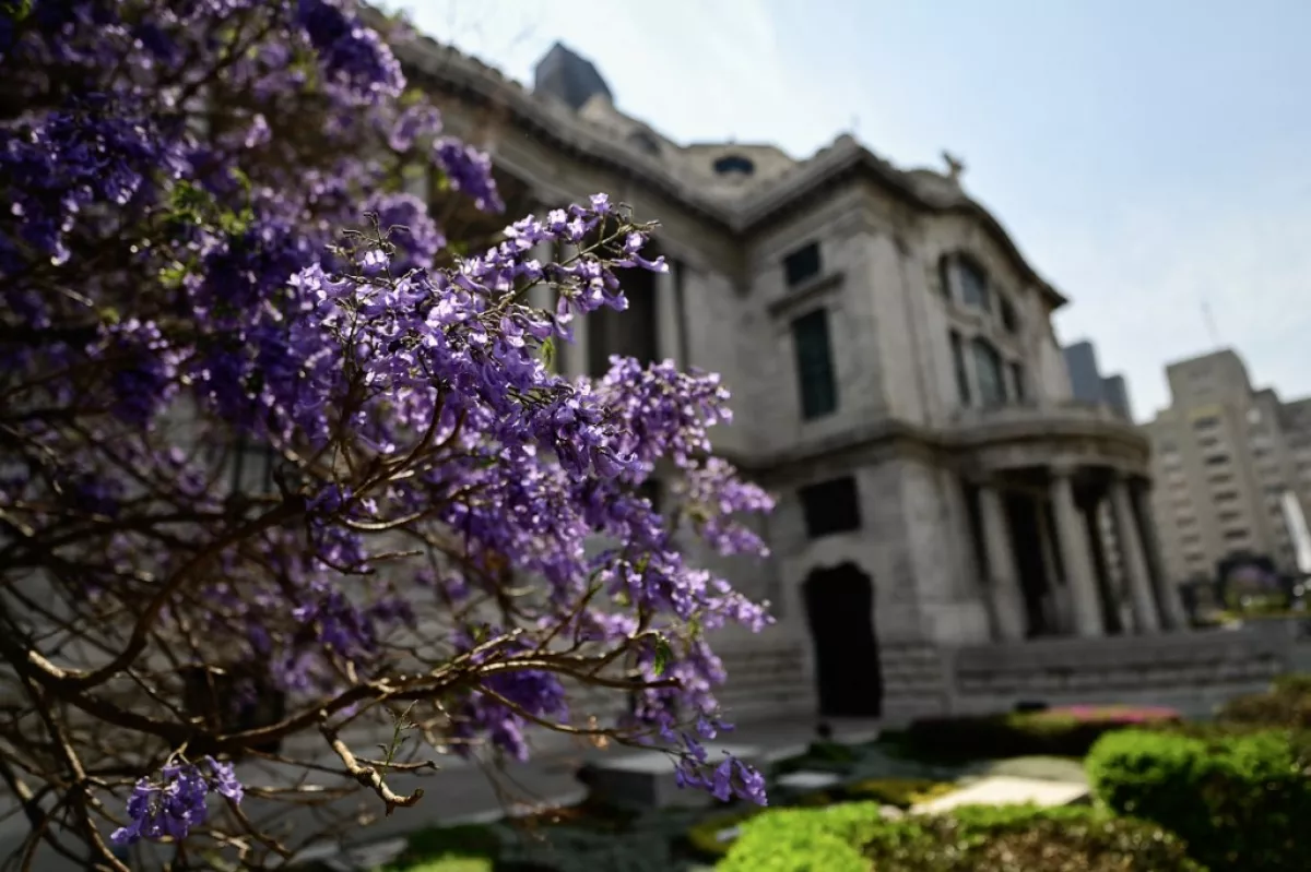 jacarandas-cdmx