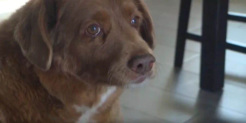 bobi-perro-viejo-mundo