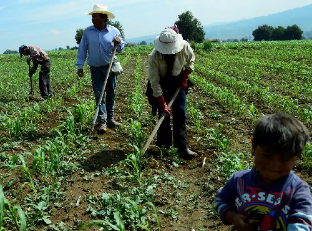 campo mexicano