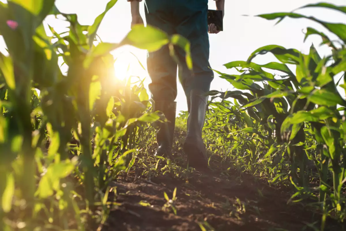 agricultura alimentos de exportacion