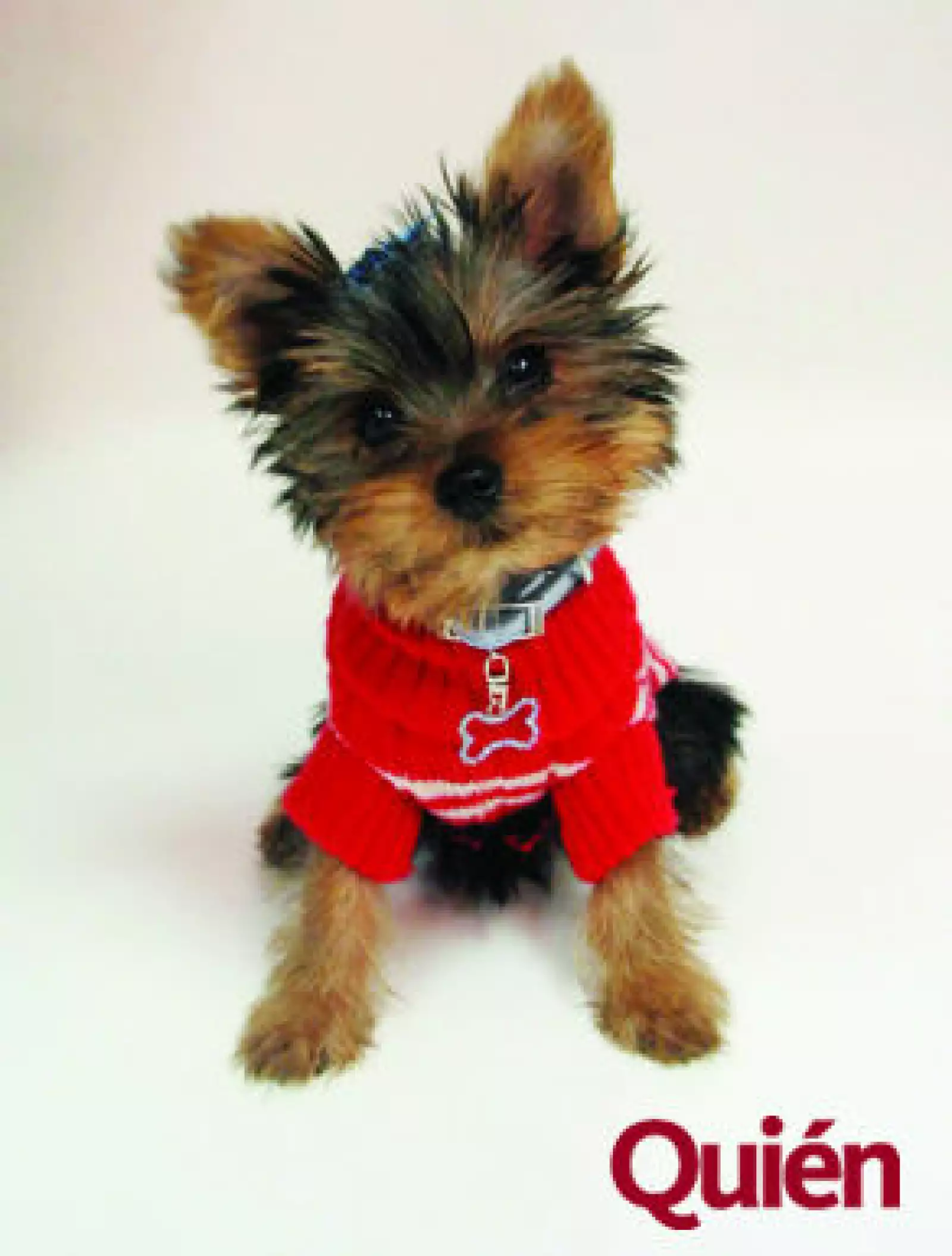 Yorkie