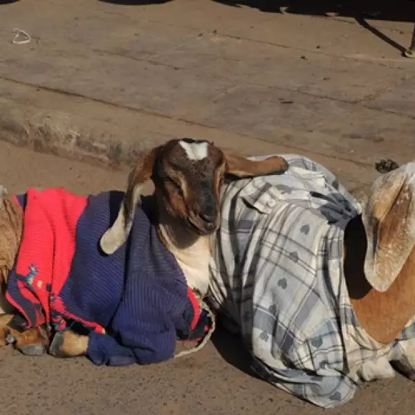 animales, cabra, oveja, rancho, india