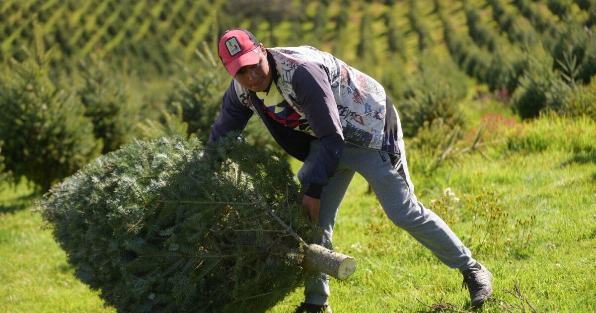 Meksika'da Noel ağaçları nereden geliyor?