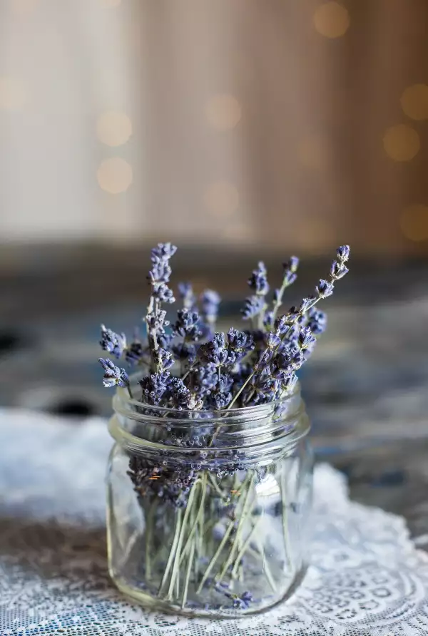 lavanda