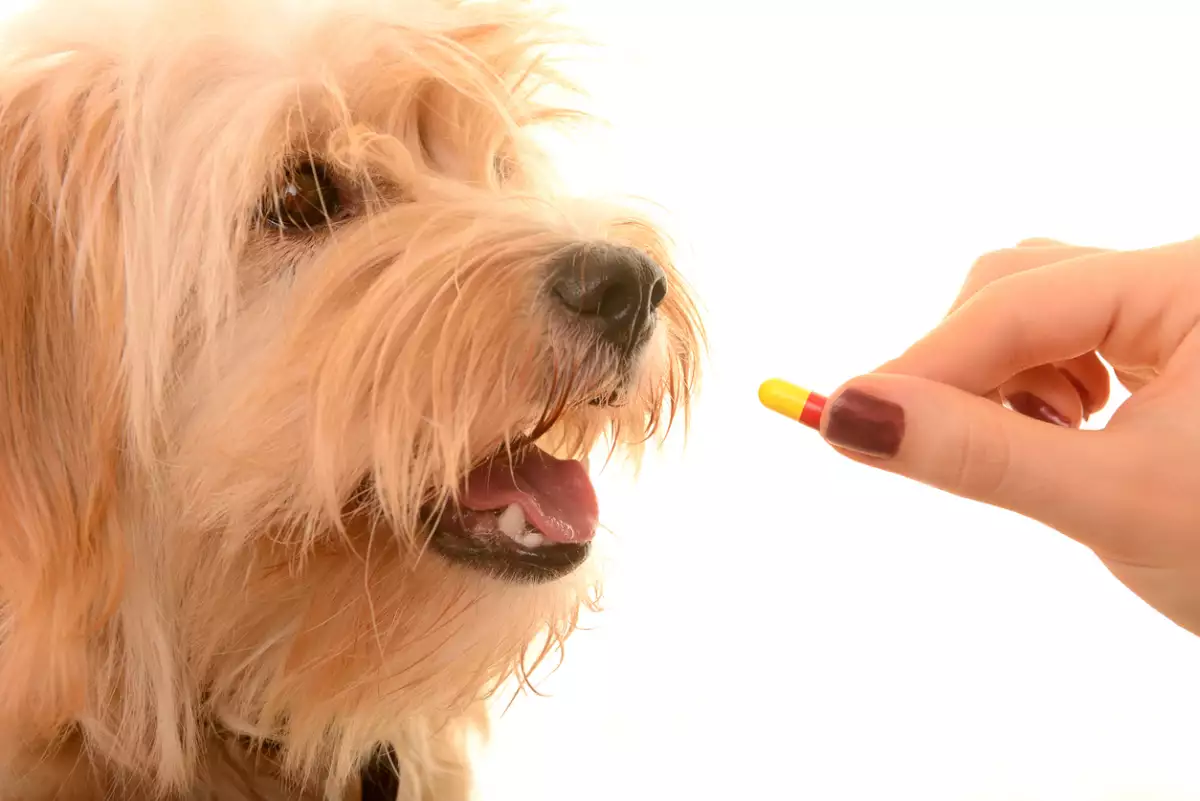 Veterinarian give pill